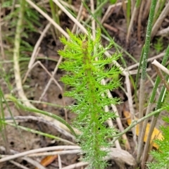 Myriophyllum crispatum at Wamboin, NSW - 4 Mar 2023