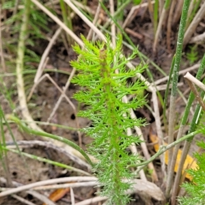 Myriophyllum crispatum at Wamboin, NSW - 4 Mar 2023 12:23 PM