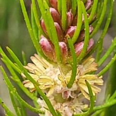Myriophyllum crispatum at Wamboin, NSW - 4 Mar 2023