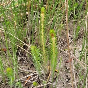 Myriophyllum crispatum at Wamboin, NSW - 4 Mar 2023 12:23 PM