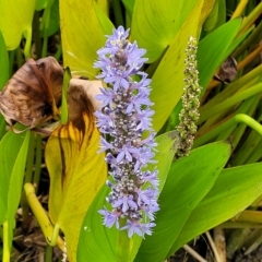 Pontederia cordata (Pickerel Weed) at QPRC LGA - 4 Mar 2023 by trevorpreston