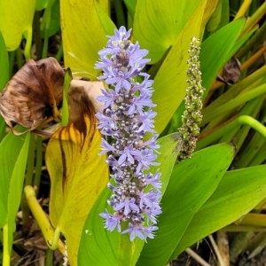 Pontederia cordata at Wamboin, NSW - 4 Mar 2023