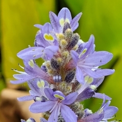 Pontederia cordata at Wamboin, NSW - 4 Mar 2023