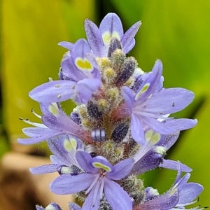 Pontederia cordata at Wamboin, NSW - 4 Mar 2023