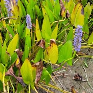 Pontederia cordata at Wamboin, NSW - 4 Mar 2023 12:22 PM