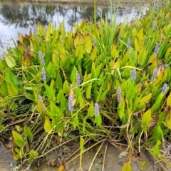 Pontederia cordata at Wamboin, NSW - 4 Mar 2023 12:22 PM