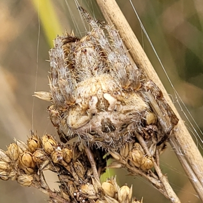 Backobourkia (genus) (An orb weaver) at Wamboin, NSW - 4 Mar 2023 by trevorpreston