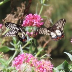 Papilio anactus (Dainty Swallowtail) at Red Hill Nature Reserve - 3 Mar 2023 by RodDeb