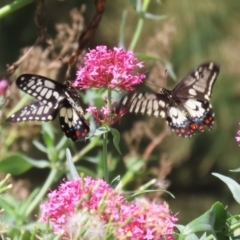 Papilio anactus (Dainty Swallowtail) at Red Hill, ACT - 3 Mar 2023 by RodDeb