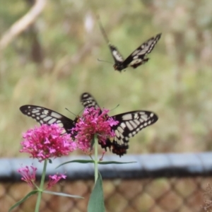 Papilio anactus at Red Hill, ACT - 3 Mar 2023