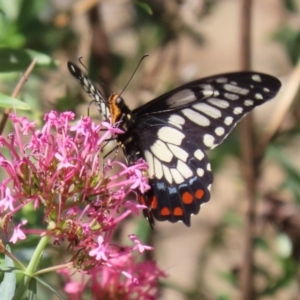 Papilio anactus at Red Hill, ACT - 3 Mar 2023