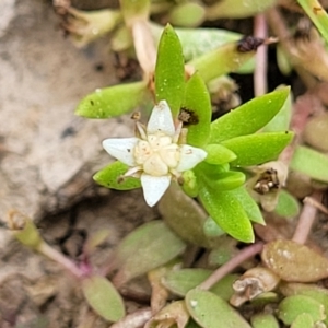 Crassula helmsii at Wamboin, NSW - 4 Mar 2023 12:20 PM