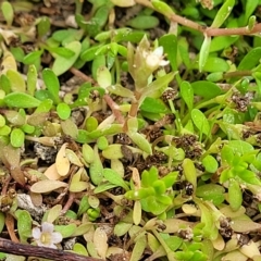 Crassula helmsii at Wamboin, NSW - 4 Mar 2023 12:20 PM