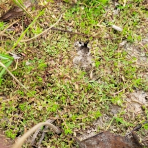 Crassula helmsii at Wamboin, NSW - 4 Mar 2023 12:20 PM