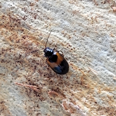 Monolepta minima (Leaf beetle) at Wamboin, NSW - 4 Mar 2023 by trevorpreston