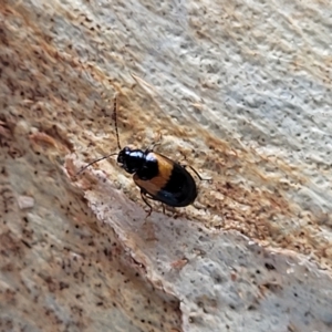 Monolepta minima at Wamboin, NSW - 4 Mar 2023