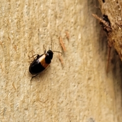 Monolepta minima at Wamboin, NSW - 4 Mar 2023