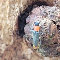 Chauliognathus tricolor (Tricolor soldier beetle) at Wamboin, NSW - 4 Mar 2023 by trevorpreston