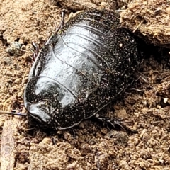 Panesthia australis (Common wood cockroach) at QPRC LGA - 4 Mar 2023 by trevorpreston