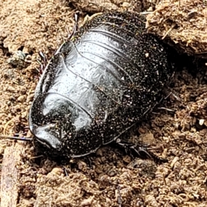 Panesthia australis at Wamboin, NSW - 4 Mar 2023