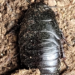 Panesthia australis at Wamboin, NSW - 4 Mar 2023