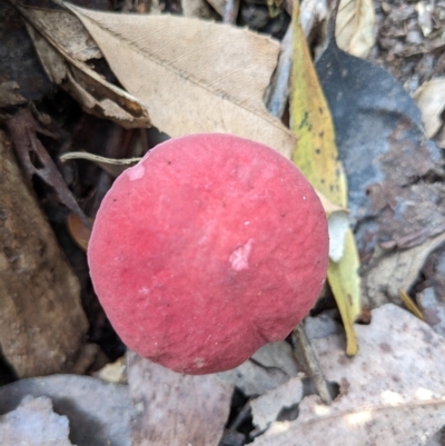 Unidentified Bolete - Fleshy texture, stem central (more-or-less) at Mount Field, TAS - 4 Mar 2023 by HelenCross