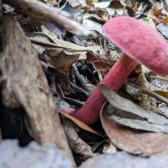 Boletellus obscurecoccineus at Mount Field, TAS - 4 Mar 2023 03:13 PM