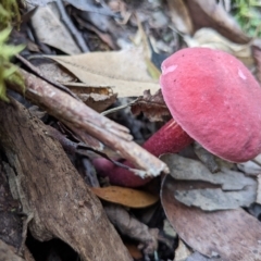 Boletellus obscurecoccineus at Mount Field, TAS - 4 Mar 2023 03:13 PM