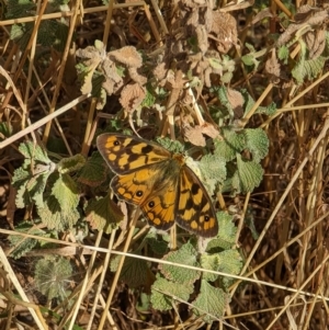 Heteronympha penelope at Hackett, ACT - 4 Mar 2023 04:05 PM