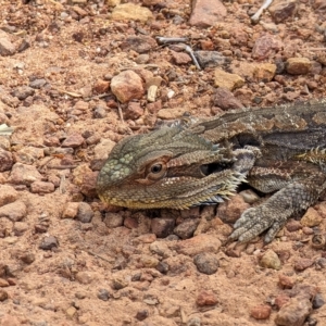 Pogona barbata at Watson, ACT - 4 Mar 2023