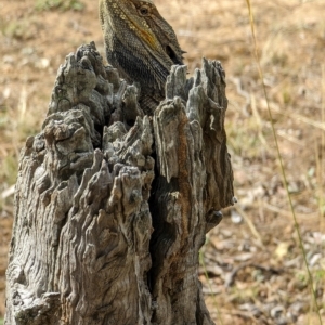 Pogona barbata at Hackett, ACT - suppressed