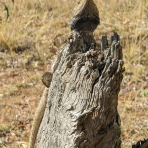 Pogona barbata at Hackett, ACT - 4 Mar 2023