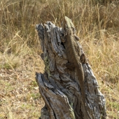 Pogona barbata at Hackett, ACT - suppressed