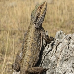 Pogona barbata at Hackett, ACT - 4 Mar 2023