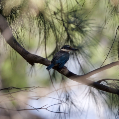 Todiramphus sanctus (Sacred Kingfisher) at Stony Creek - 26 Feb 2023 by KorinneM