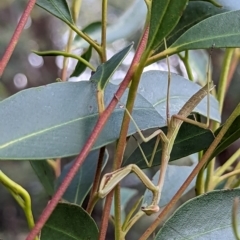 Unidentified Praying mantis (Mantodea) at Watson, ACT - 4 Mar 2023 by AniseStar