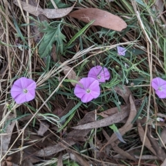 Convolvulus angustissimus subsp. angustissimus (Australian Bindweed) at Hackett, ACT - 4 Mar 2023 by AniseStar