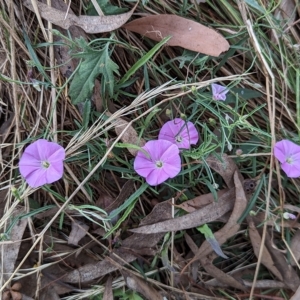 Convolvulus angustissimus subsp. angustissimus at Hackett, ACT - 4 Mar 2023 04:03 PM