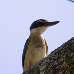 Todiramphus sanctus at Stromlo, ACT - 26 Feb 2023