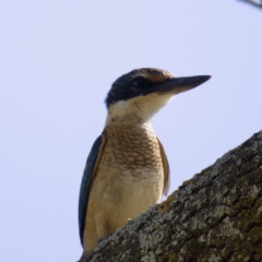 Todiramphus sanctus (Sacred Kingfisher) at Stromlo, ACT - 26 Feb 2023 by KorinneM