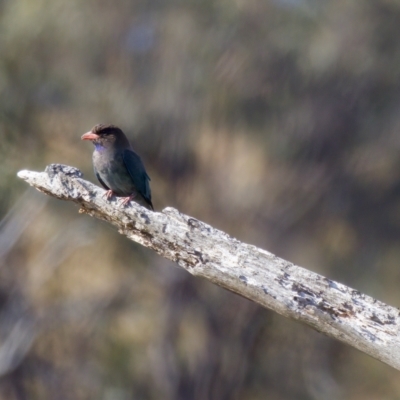 Eurystomus orientalis (Dollarbird) at Stromlo, ACT - 26 Feb 2023 by KorinneM