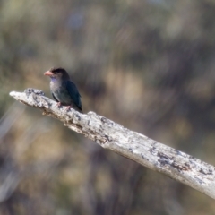 Eurystomus orientalis (Dollarbird) at Uriarra Recreation Reserve - 26 Feb 2023 by KorinneM