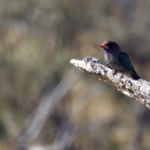 Eurystomus orientalis at Stromlo, ACT - 26 Feb 2023