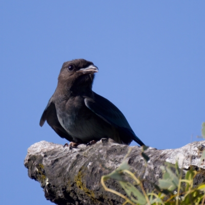 Eurystomus orientalis (Dollarbird) at Uriarra Recreation Reserve - 26 Feb 2023 by KorinneM