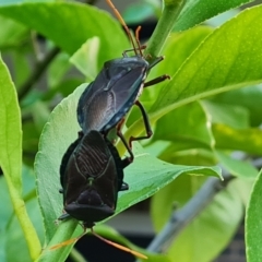 Musgraveia sulciventris at Narrabundah, ACT - 4 Mar 2023