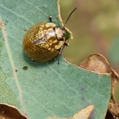 Paropsisterna cloelia (Eucalyptus variegated beetle) at Isaacs Ridge - 3 Mar 2023 by Mike