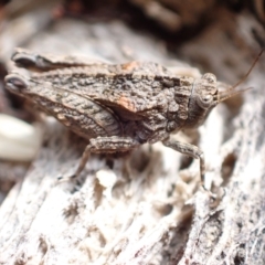 Paratettix argillaceus (A pygmy grasshopper) at Murrumbateman, NSW - 4 Mar 2023 by SimoneC