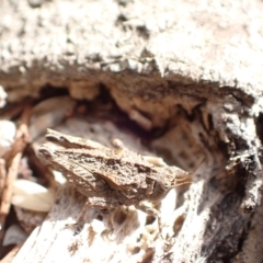 Paratettix argillaceus at Murrumbateman, NSW - 4 Mar 2023 03:24 PM