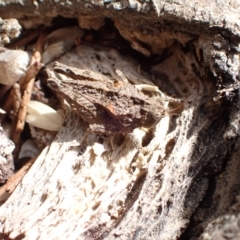 Paratettix argillaceus at Murrumbateman, NSW - 4 Mar 2023