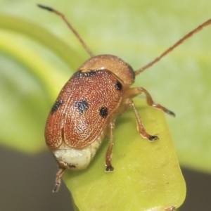 Cadmus excrementarius at Kambah, ACT - 3 Mar 2023